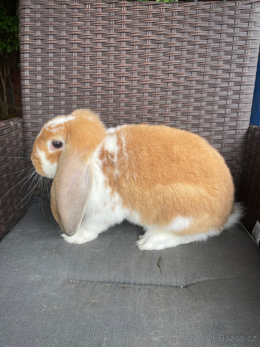 Francouzský beran - 5