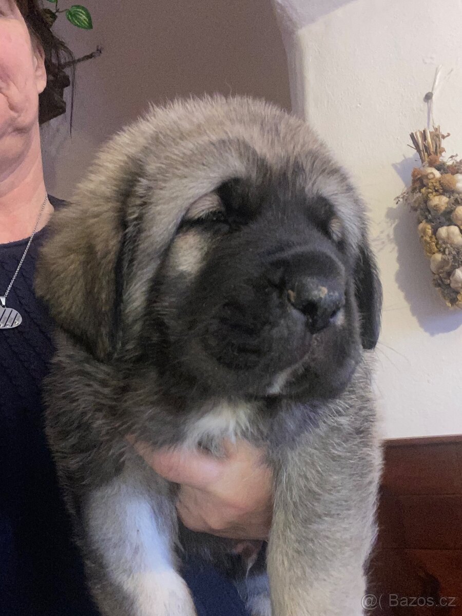 Španělský mastin- nabízíme štěňátka k odběru po 20.lednu - 5