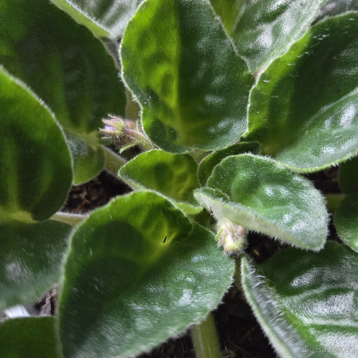 Fialka fialová + bílá strakatá, nakvétá - 5