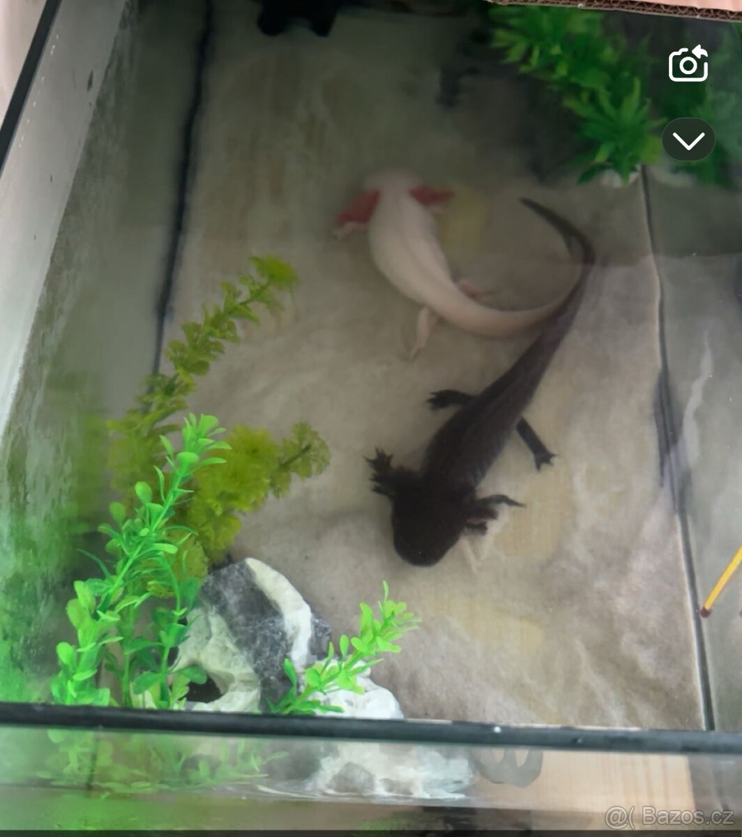 Axolotli - 5
