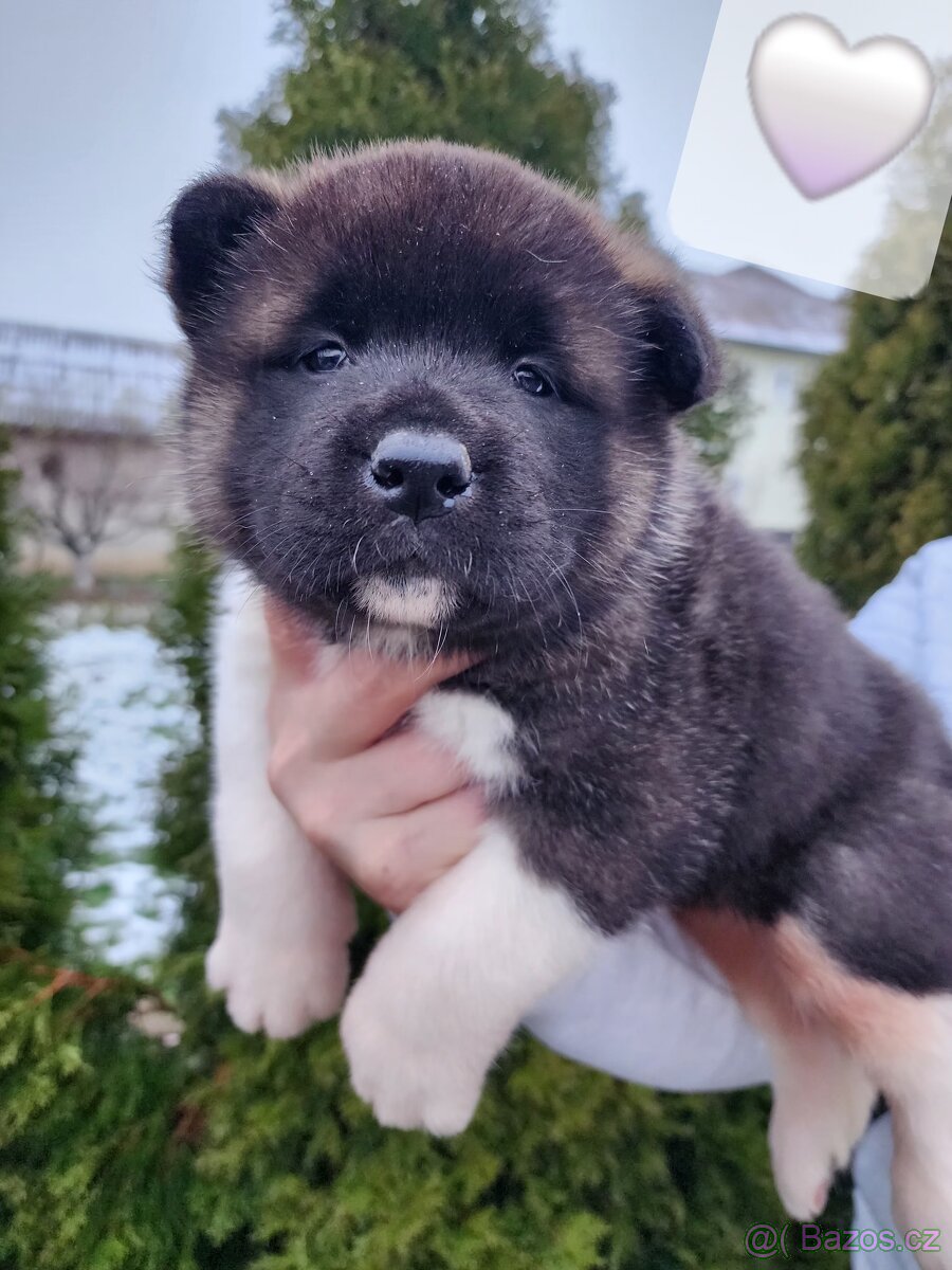 Americká akita s PP - 5