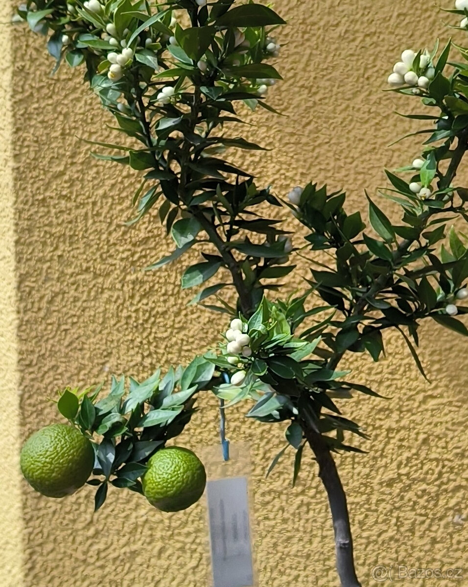 Prodám Citrus Myrtifolia CHINOTTO (č.97) - 5