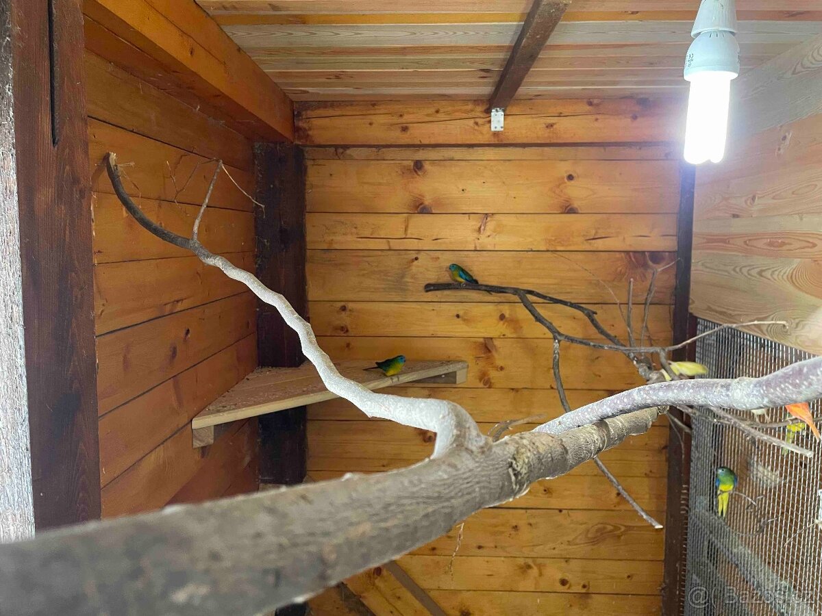 Neoféma tyrkysová přírodní - 5