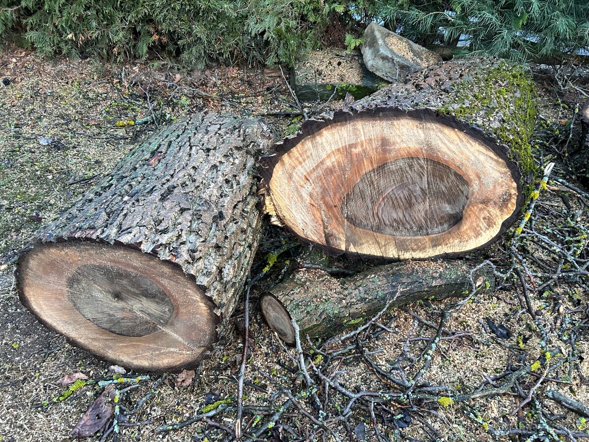 Ořechové dřevo - 5