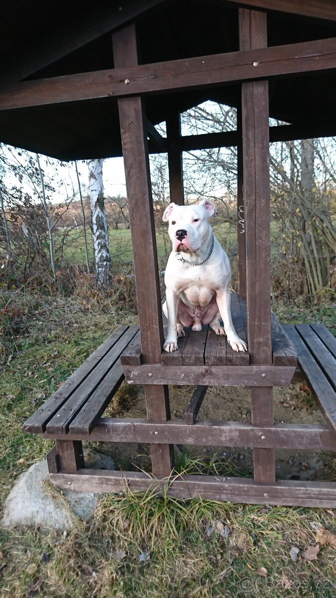 Americký stafordšírský teriér - 5