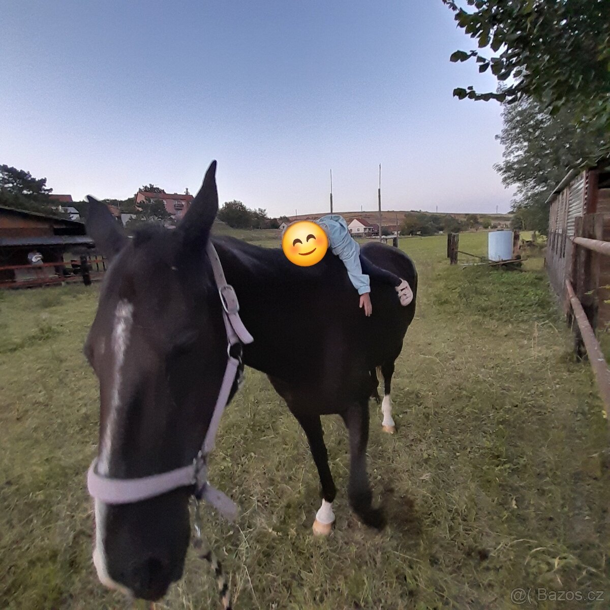 Kobyla Achalteke - 5