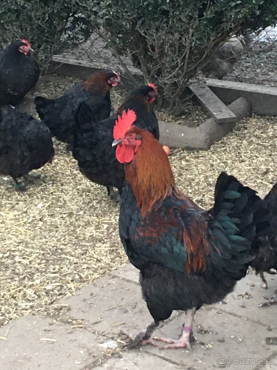 Násadová vejce marans- 25 ks - 5