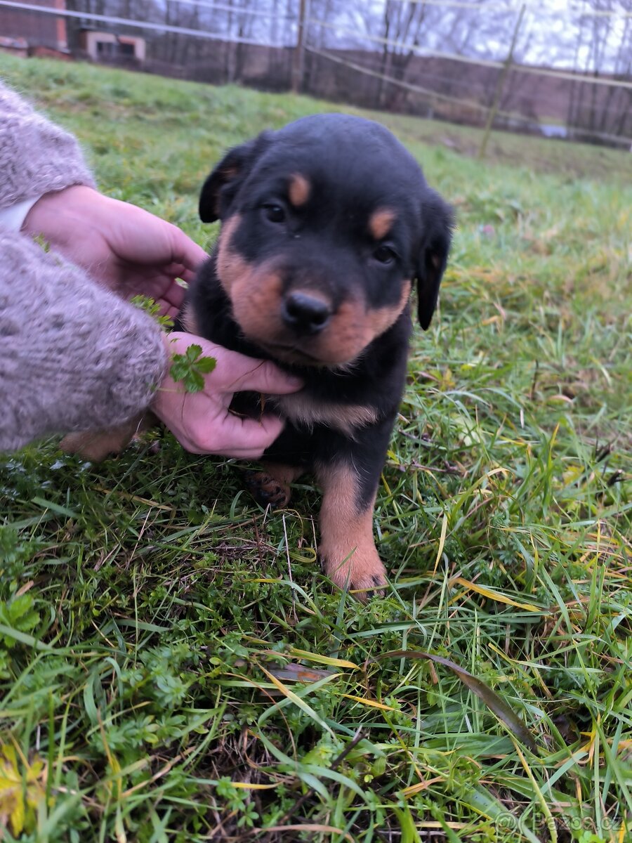 Rotvajler Rotweiler štěně - 5