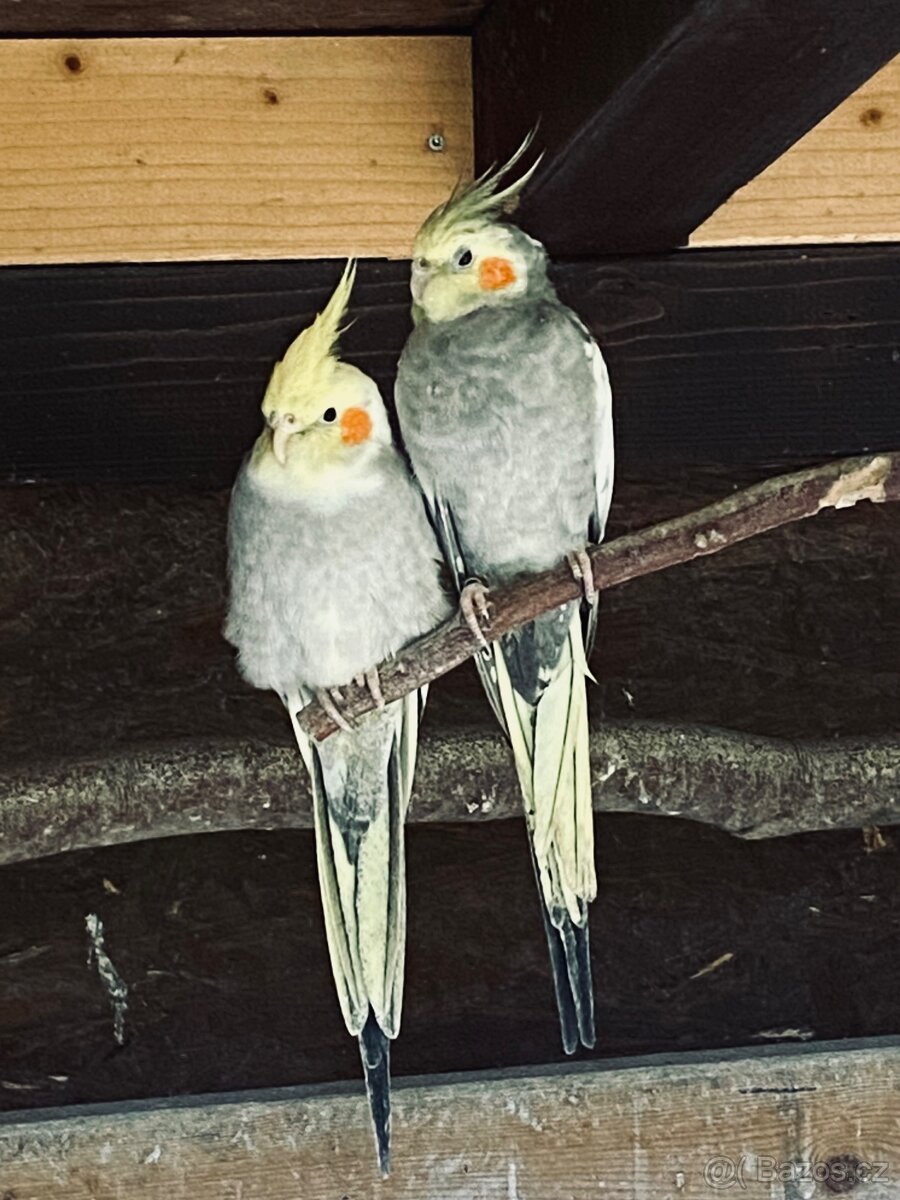 Korela chocholatá - 5