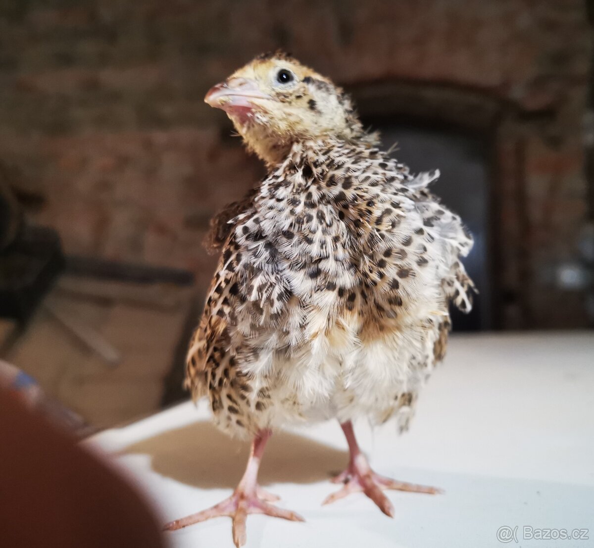 Vejce křepelek, křepelky, křepelka, násadová vajíčka - 5