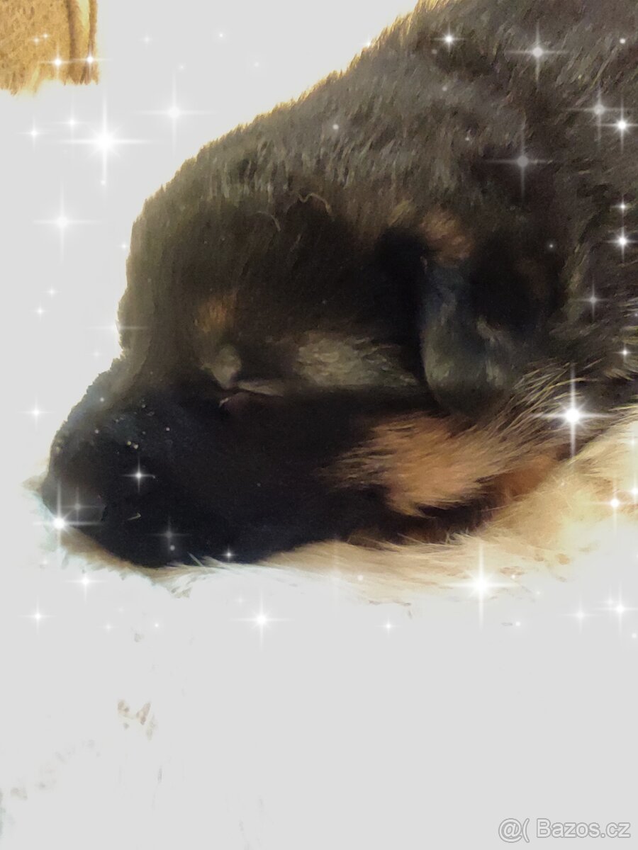 Německý ovčák - štěňata - 5