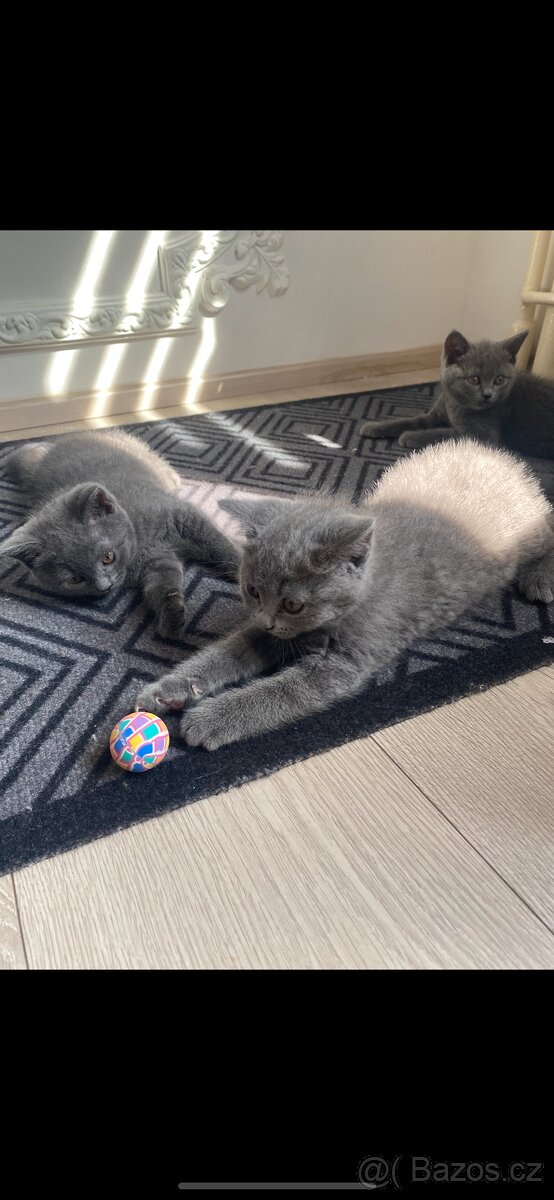 Modrá britská koťata - 5