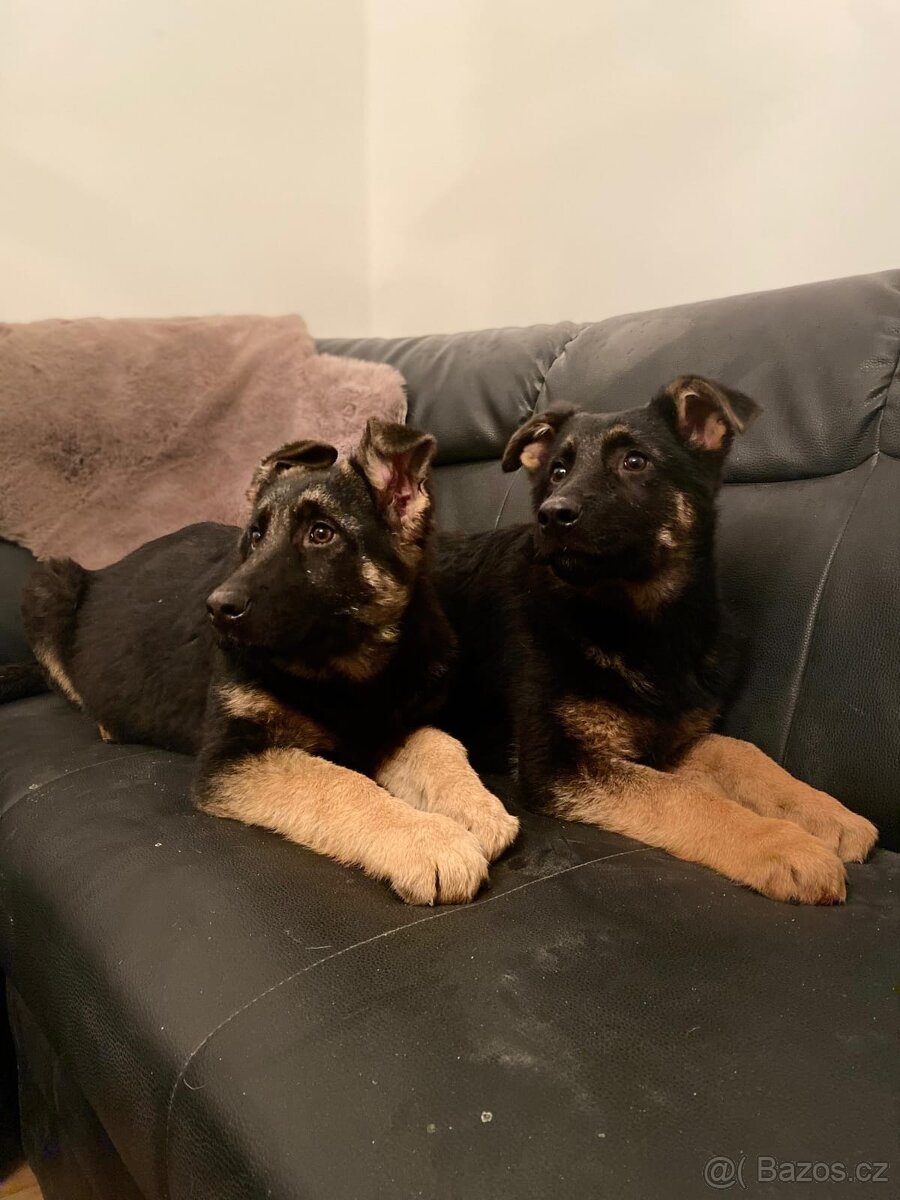 Německý ovčák - 5