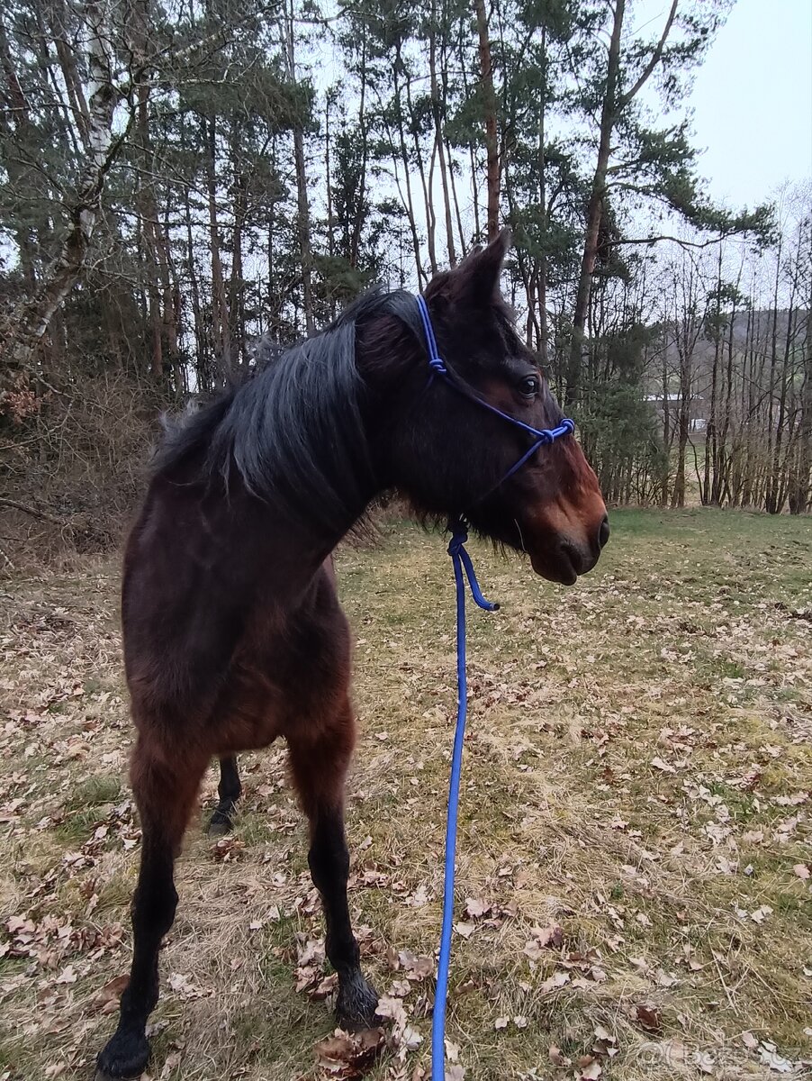 Prodám Amerického klusáka - 5