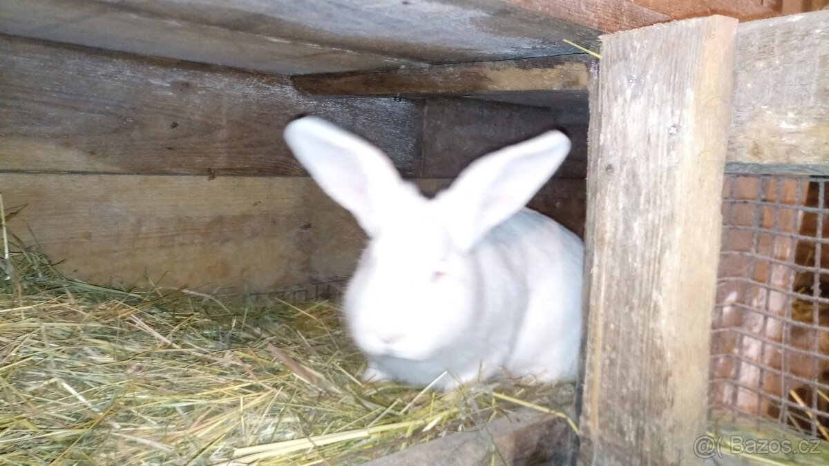 Prodám samce králíka (Novozélandský bílý) - 5