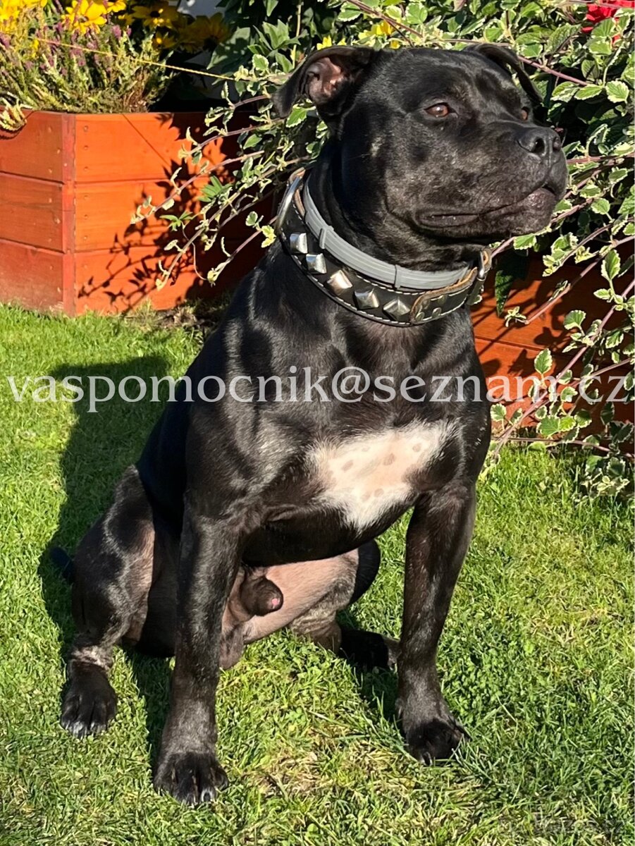 Pitbull ke krytí - 5