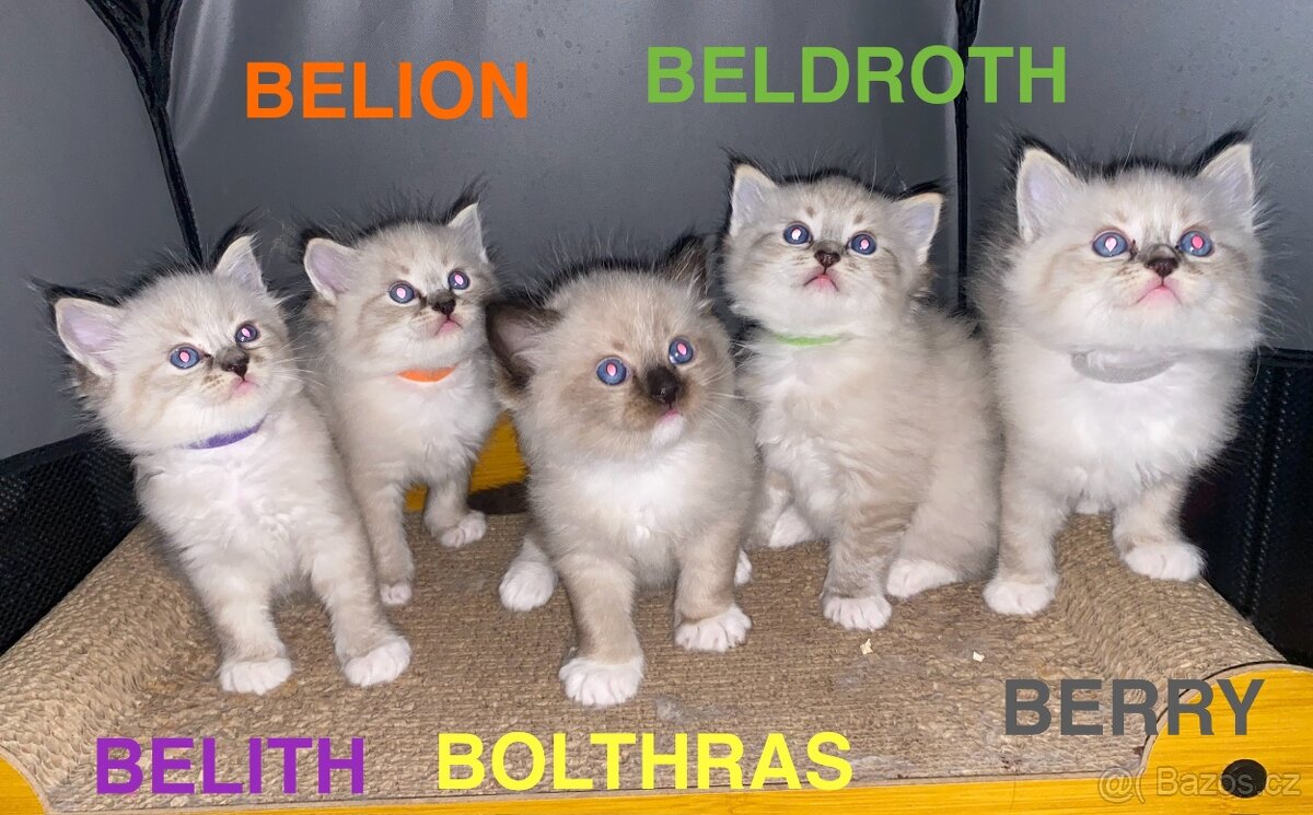 Ragdoll koťátka s PP FIFe - 5