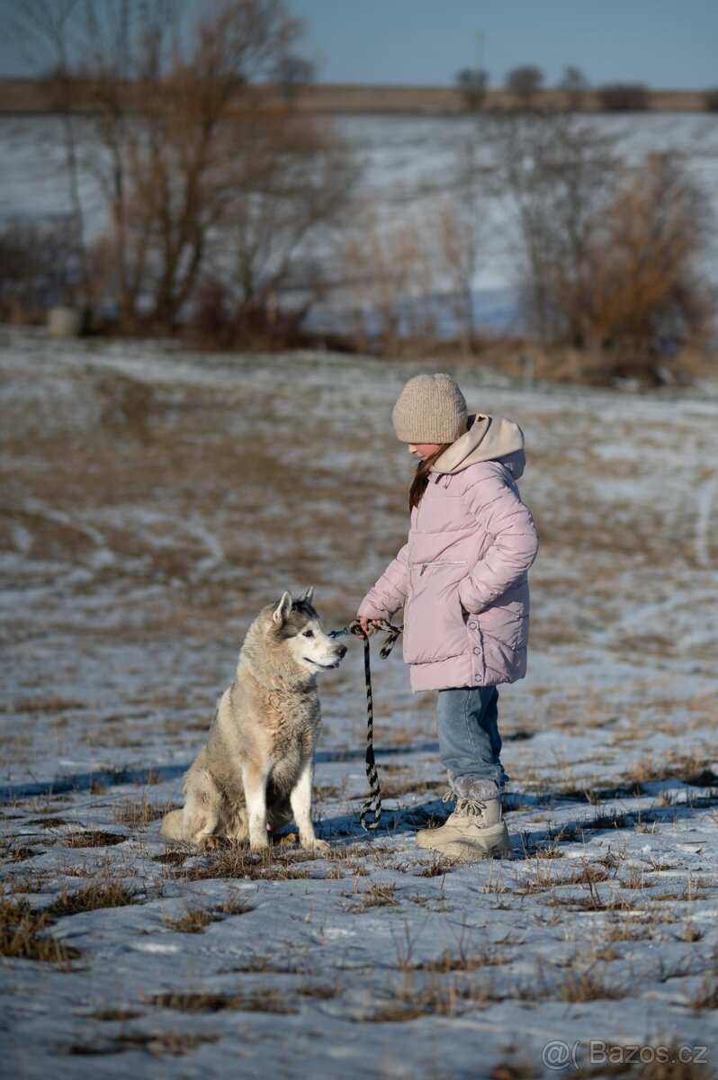Husky s PP hledá nový domov - 5