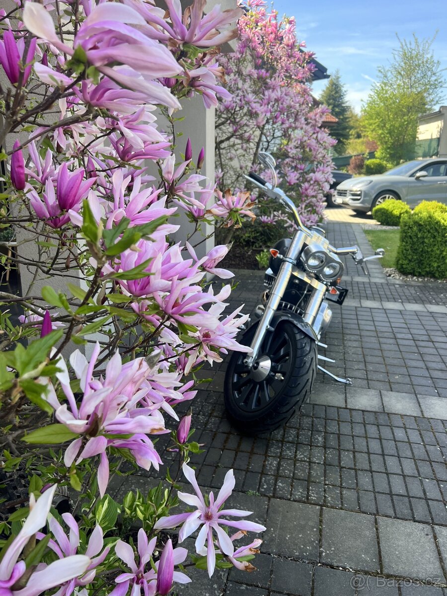 Harley-Davidson FLSTC - 5