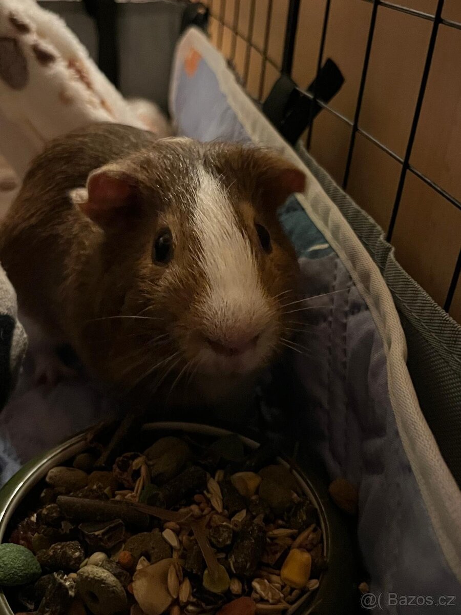 Daruji morčata samečci - 5