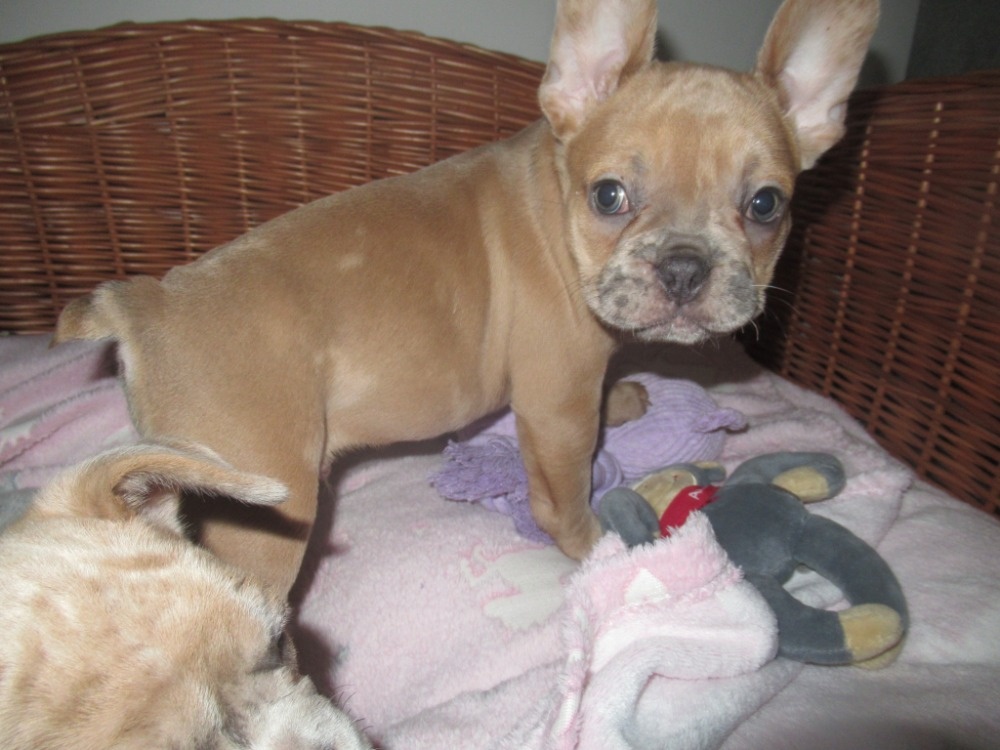 Francouzský buldoček - 5