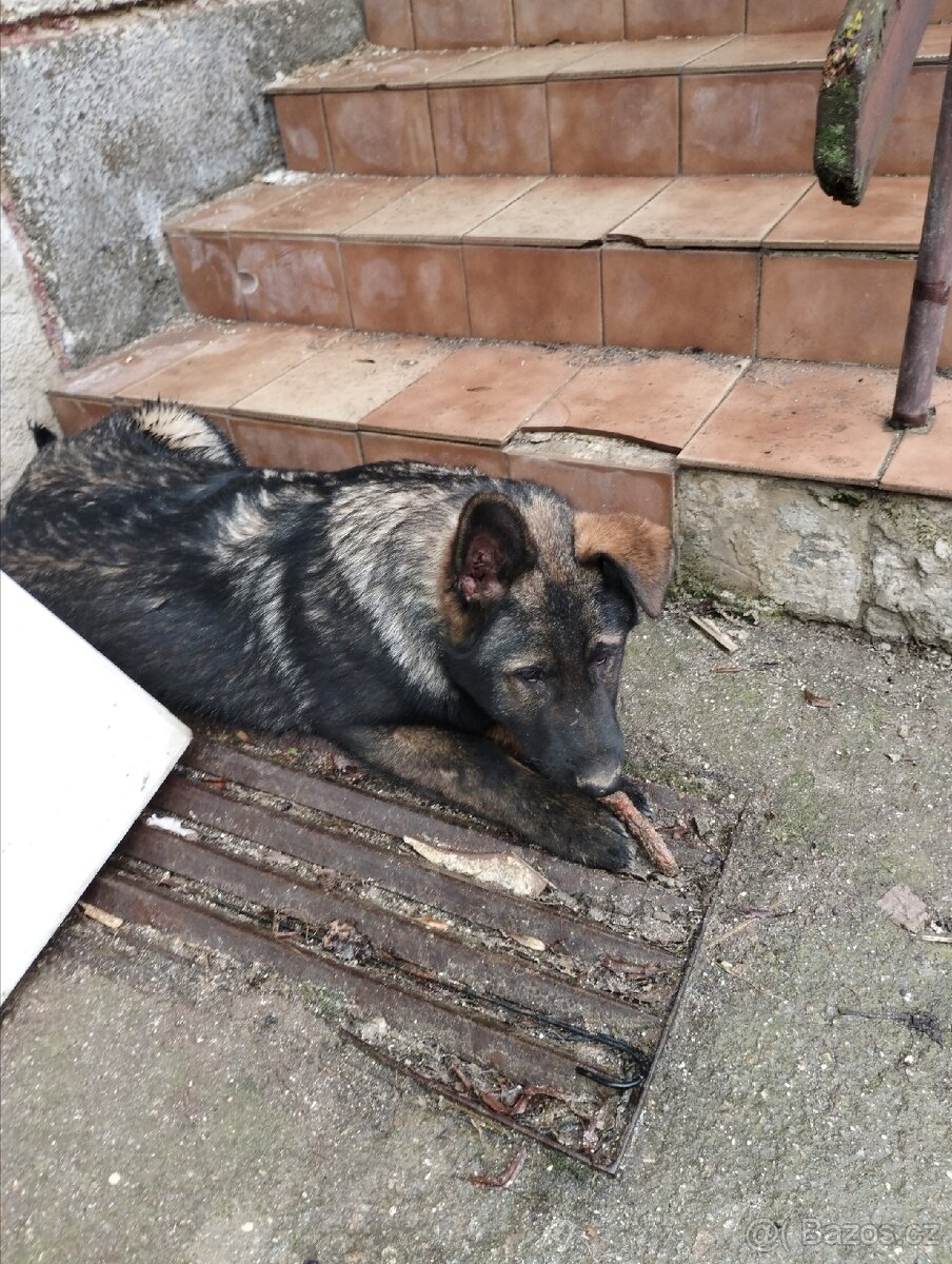 Německý ovčák - 5