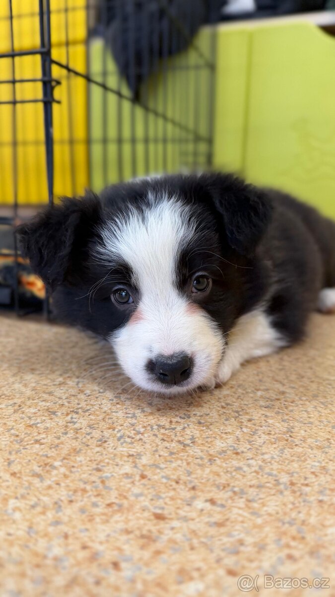 Border kolie s PP - 5