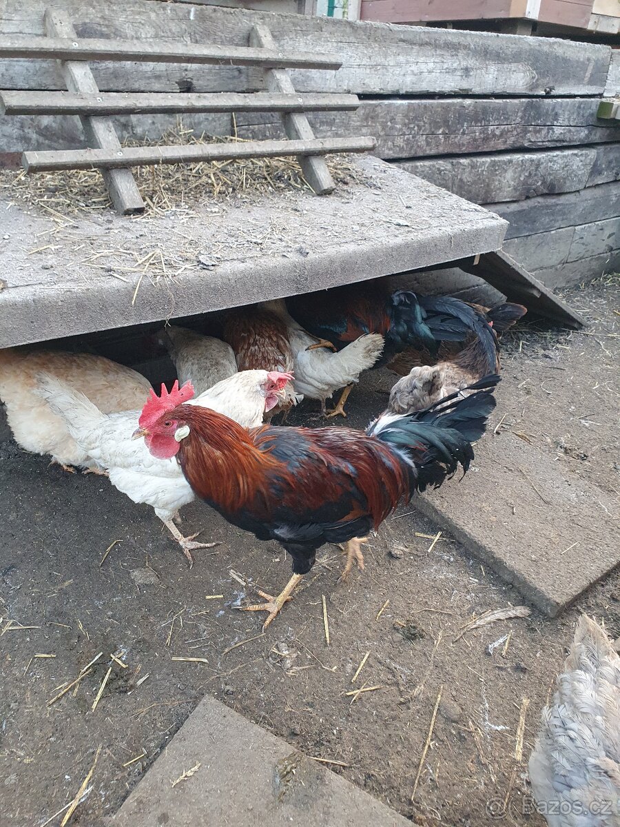 Prodám mladé kohouty - 5