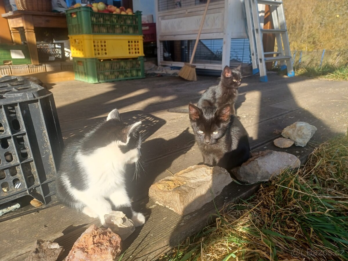 Darujeme koťátka - 5