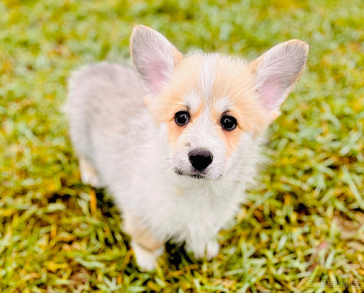 Welsh Corgi Pembroke s PP - 5