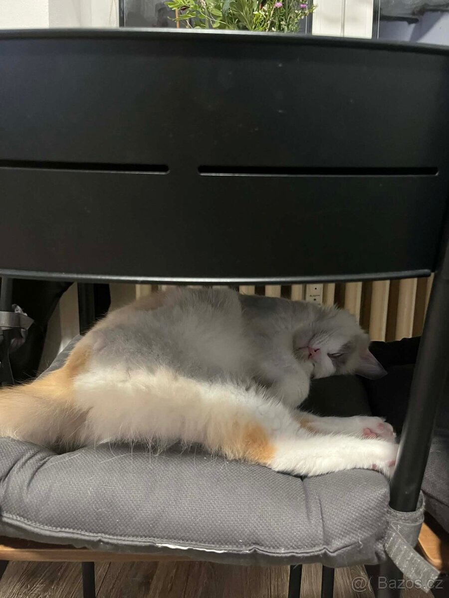 Kočička Ragdoll - 5