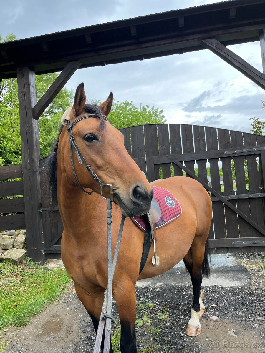 kobyla ČT/hucul - 5