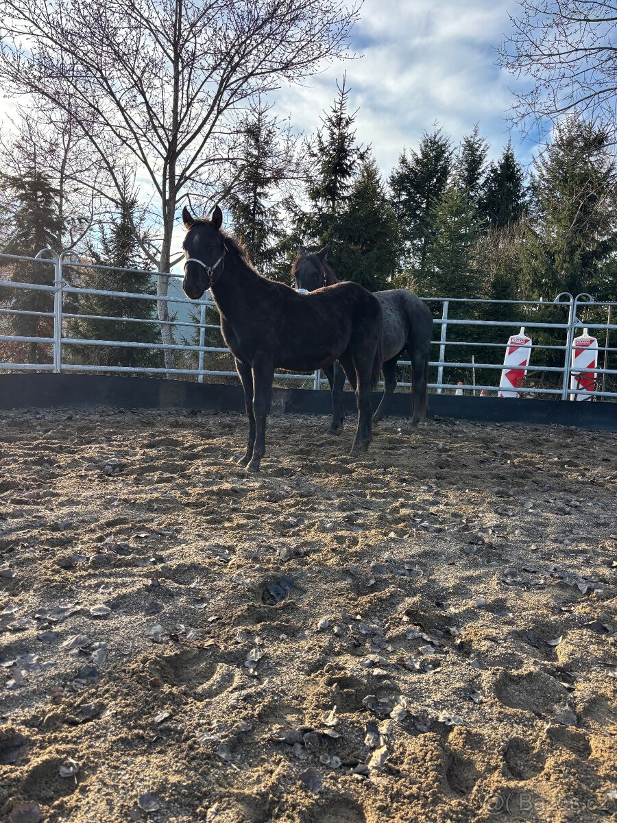 Blue Roan Žrebček - 5