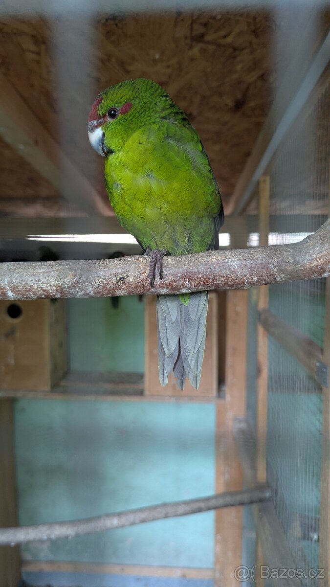 Kakariky rudočelé - 5