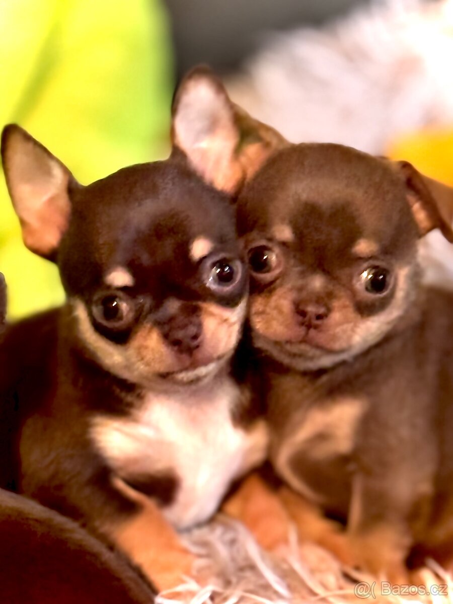 Čivava štěňátka krátkosrstá - 5