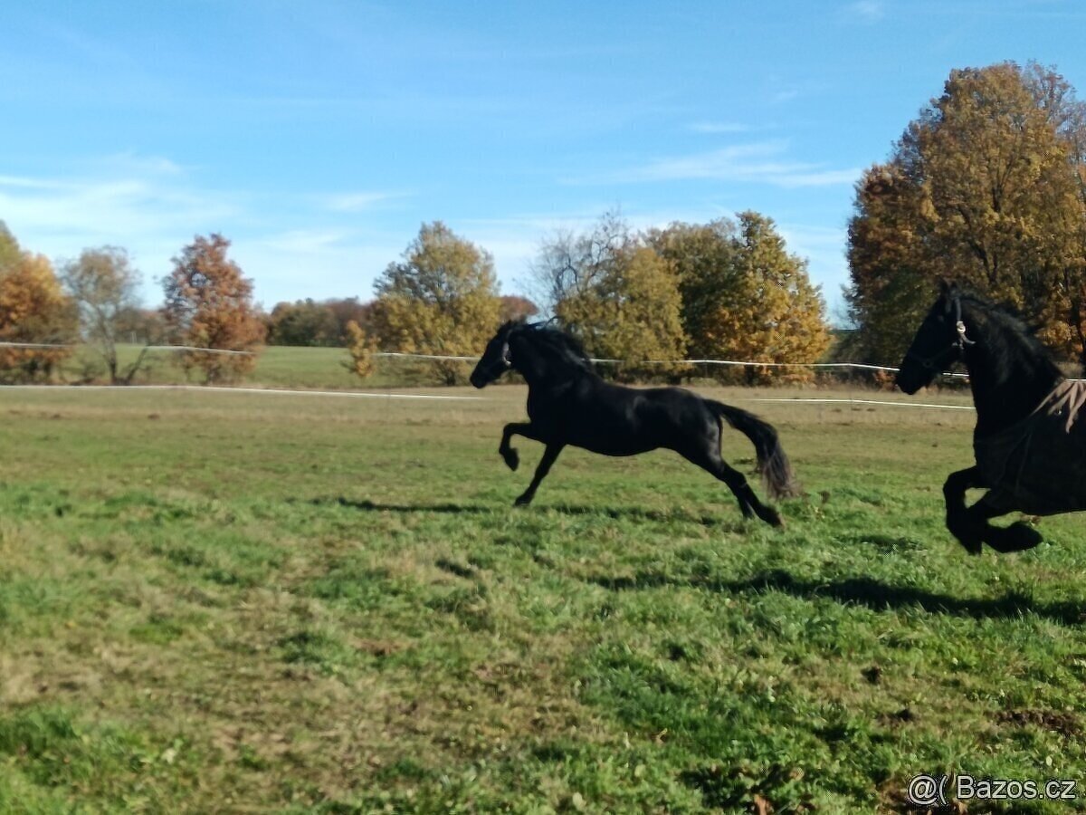 LUXUSNÍ TOP FRÍSKÁ KLISNA FRÍSKÝ KŮŇ - 5