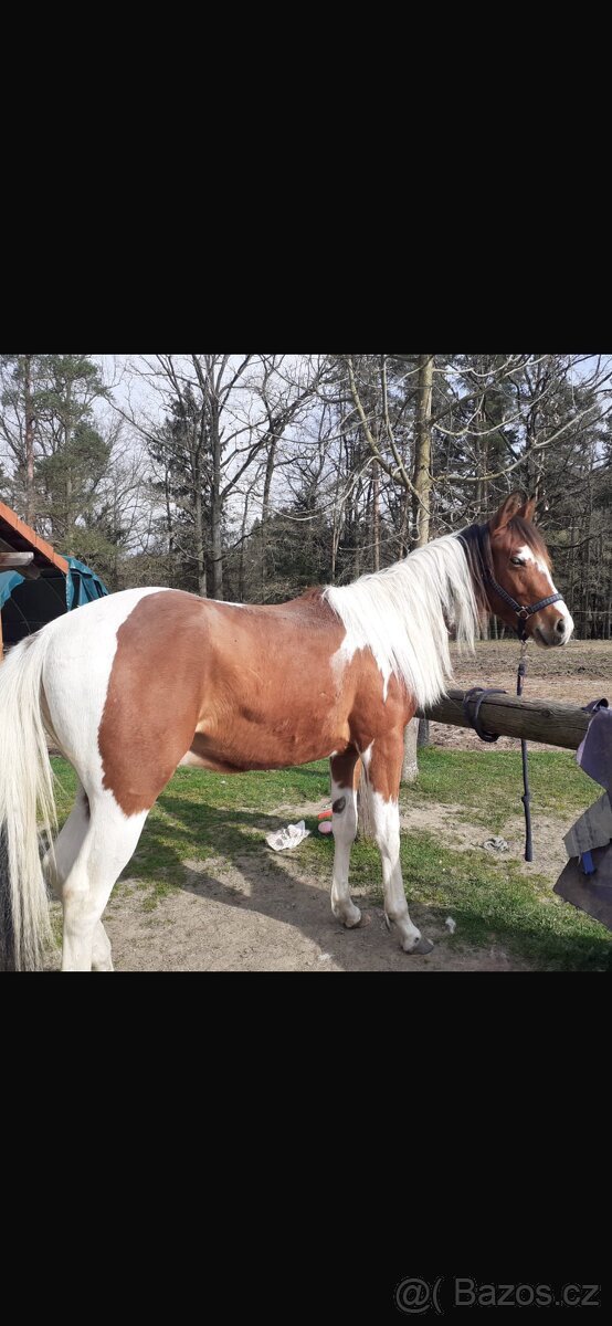 Prodám hřebečka APH - 5