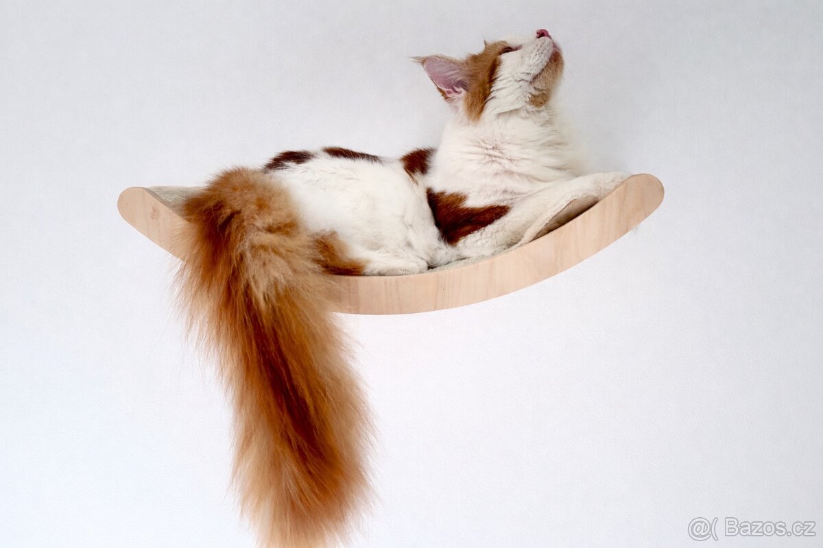 Mainská mývalí krytí - kocour s PP - 5