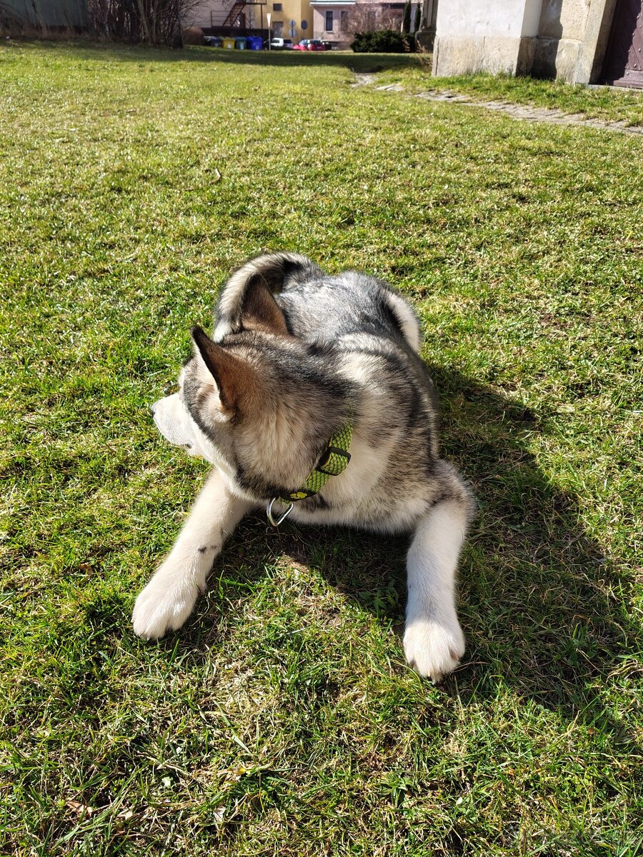 Aljašský Malamut bez pp - 5