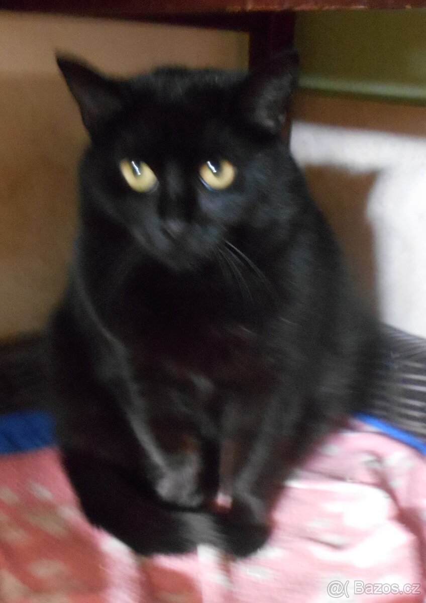 Černá, hodná, klidnější 2letá kočička Šmudlinka Micinka - 5
