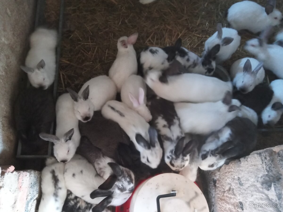 Domácí králíky-kuchyňská úprava - 5