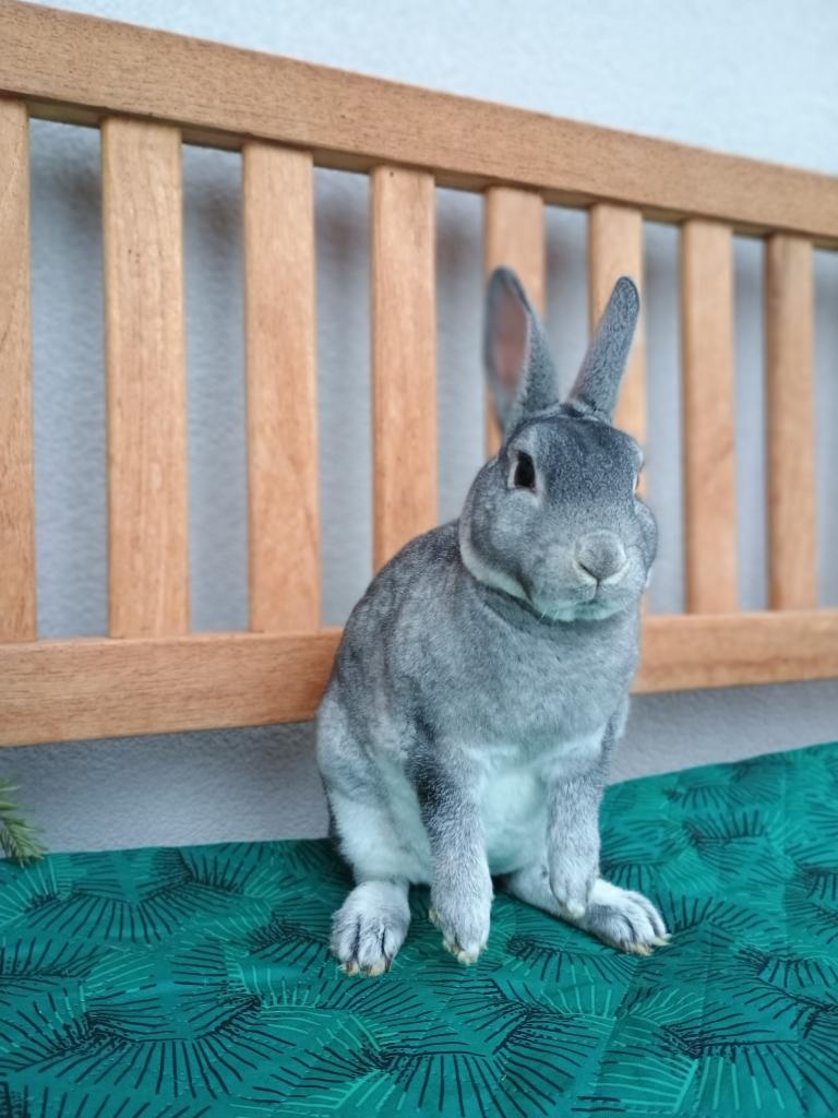 Zakrslý činčilový rex s PP - 5