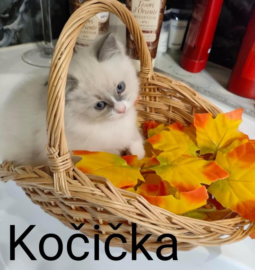 Ragdoll koťátka bez PP - 5