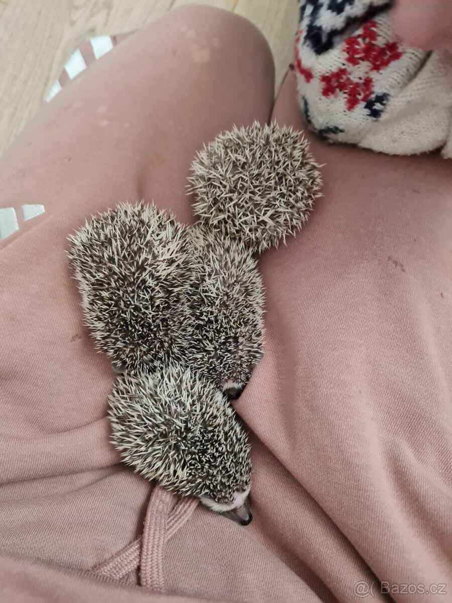 Jezek belobrichy - 5