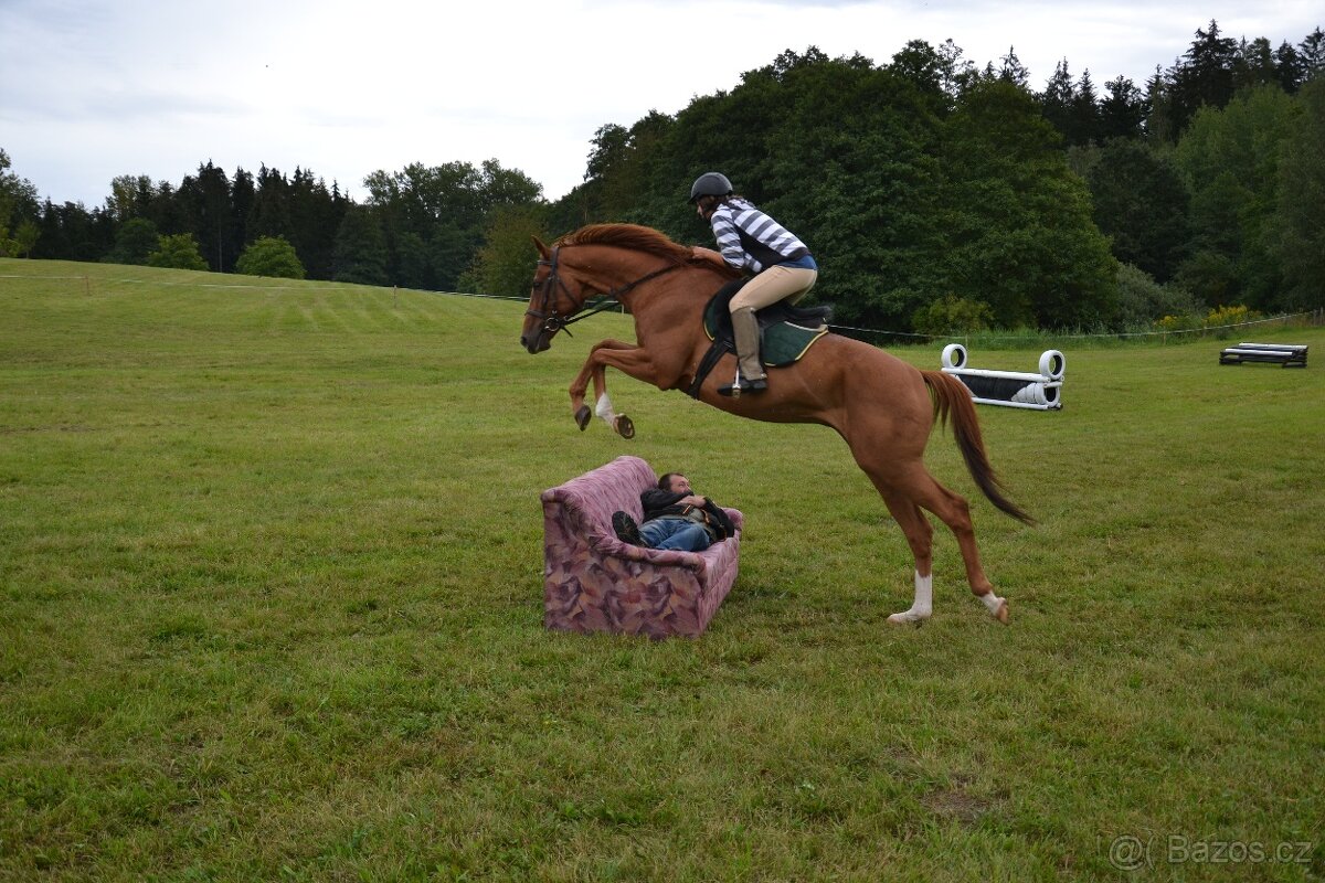 Prodám valacha A1/1 - 5