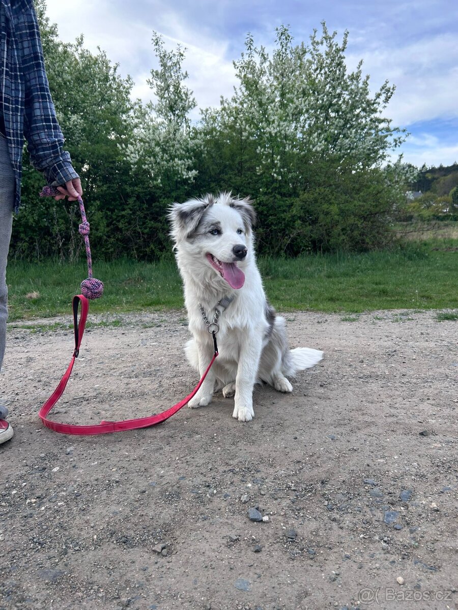 Border collie - 5