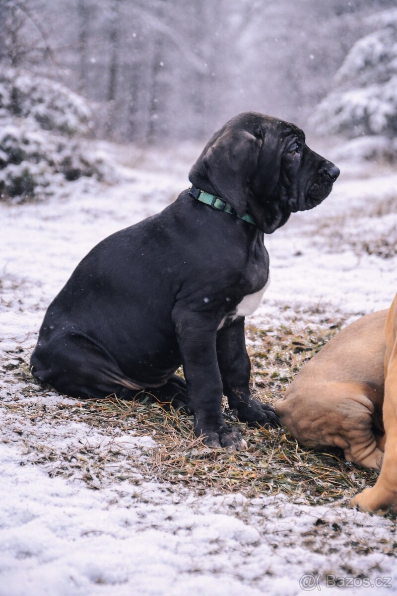 Brazilská fila s PP - 5