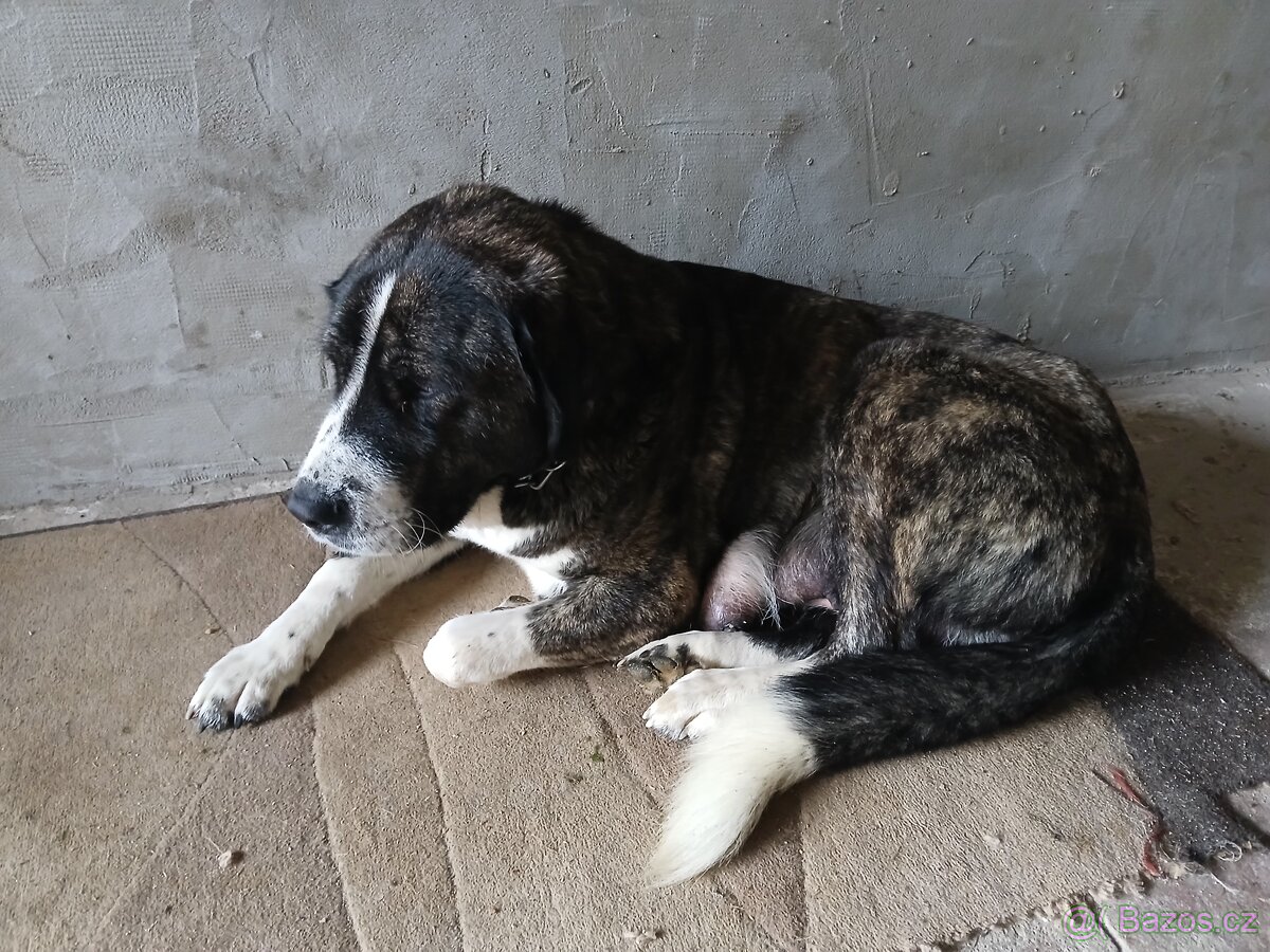 Středoasijsky pastevecky pes - 5