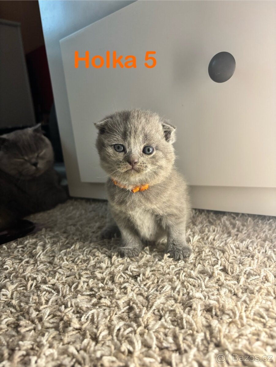 Britská koťata. - 5