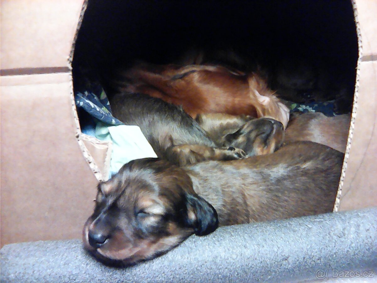 Štěňátka jezevčíka dlouhosrstého - 5